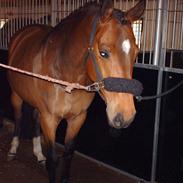 Dansk Varmblod Aarø´s Ally