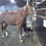 Frederiksborg Miss Maj Skyttegård