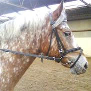 Anden særlig race Tidl. part<3 Don P.