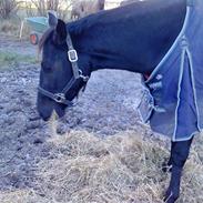 Oldenborg mitzi af østmark