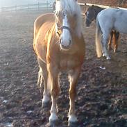 Haflinger Nicky Liberty R.I.P.