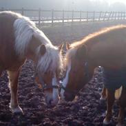 Haflinger Nicky Liberty R.I.P.