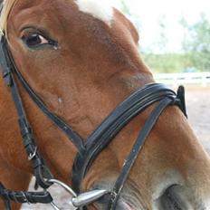 Anden særlig race Stjerne - part *savnes!*