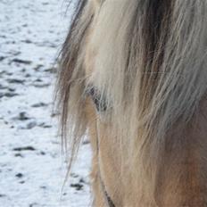 Fjordhest (Bumle)-Bella..