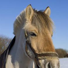 Fjordhest Stella