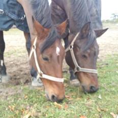 Anden særlig race Smilla