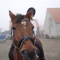 Anden særlig race speed