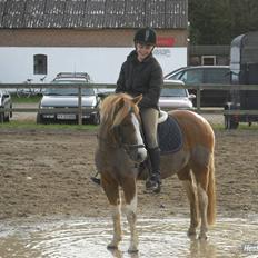 Anden særlig race Pegasus