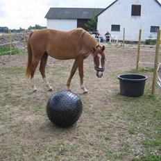 Anden særlig race Malou (min fars )  solgt