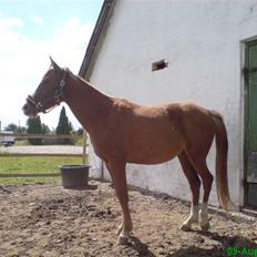 Anden særlig race Malou (min fars )  solgt