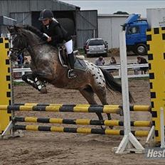 Anden særlig race Merlot Solgt+Savnet:'(