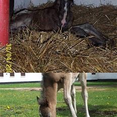 Anden særlig race Merlot Solgt+Savnet:'(