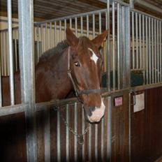 Anden særlig race Ronja ( R.I.P)