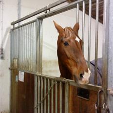 Anden særlig race Ronja ( R.I.P)