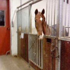 Anden særlig race Ronja ( R.I.P)