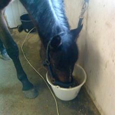 Hollandsk Varmblod PL Wilonka Z  Solgt