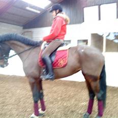 Hollandsk Varmblod PL Wilonka Z  Solgt