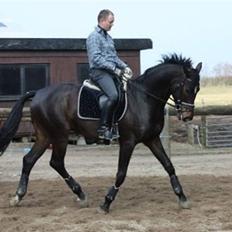 Dansk Varmblod Beyond Combination