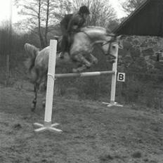 Anden særlig race Briljant 