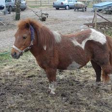 Shetlænder Malu (solgt)