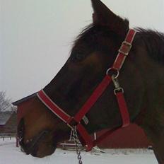 Dansk Varmblod Mindegårdens Lamina