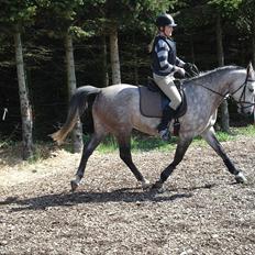 Shagya Araber (SH) Evita