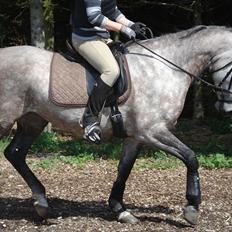 Shagya Araber (SH) Evita