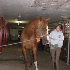 Dansk Varmblod Mutti Krogager