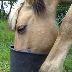 Fjordhest Chila <3 RIP <3