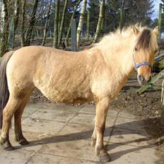 Fjordhest Chila <3 RIP <3