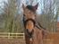 Lusitano Bela