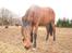 Lusitano Bela