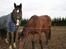 Lusitano Bela
