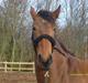Lusitano Bela
