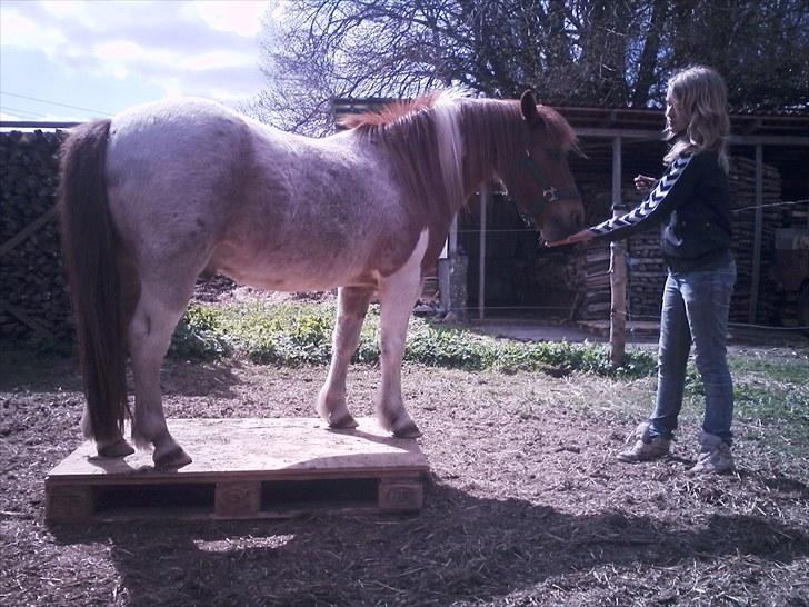 Shetlænder /Islænder Rasmus Klump. billede 14