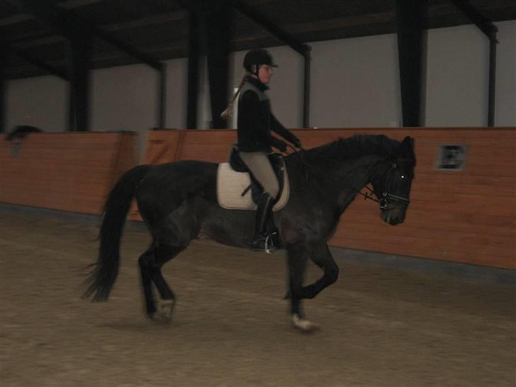 Oldenborg frodo - daglig træning og altid med ridehjelm denbliver man aldrig for dygtig til at undvære billede 9