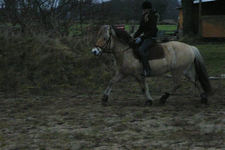 Fjordhest Trine - Hvor er hun bare dygtig:) billede 4