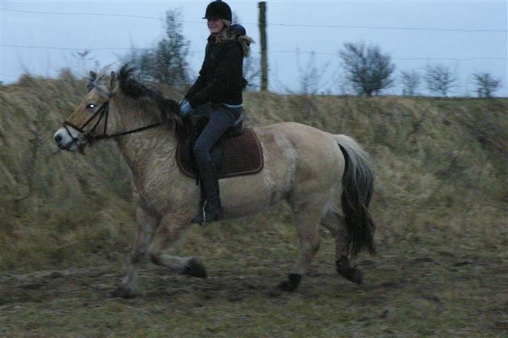 Fjordhest Trine billede 5