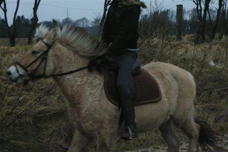 Fjordhest Trine - Man kan godt nok ikke se mit hoved, men super godt billede af Trine:) billede 6