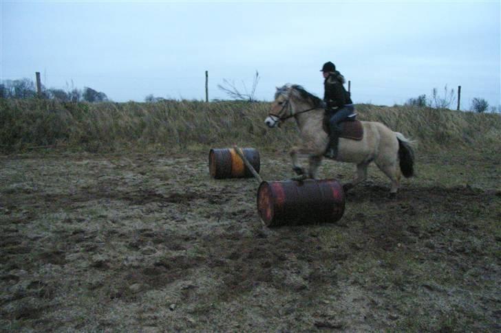 Fjordhest Trine billede 7