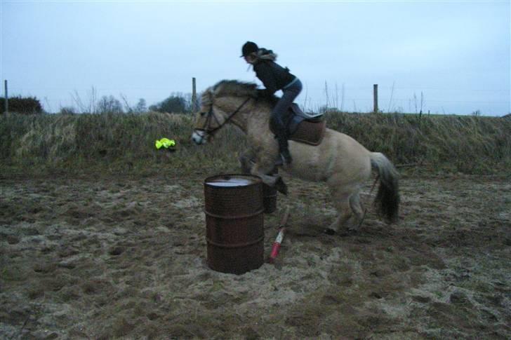 Fjordhest Trine billede 8