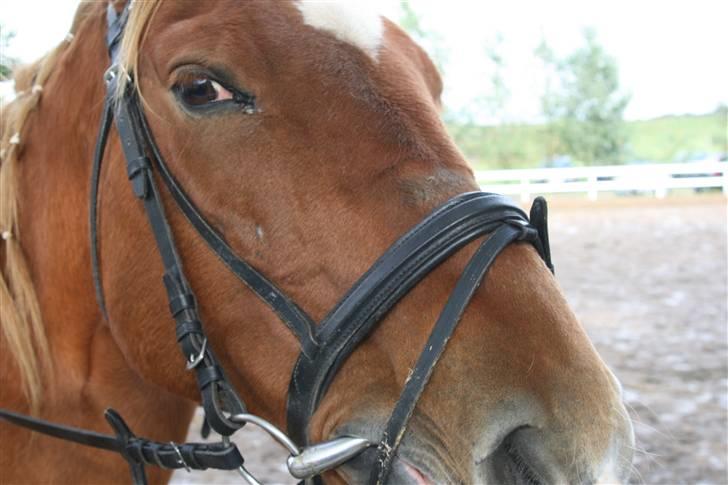 Anden særlig race Stjerne - part *savnes!* billede 2