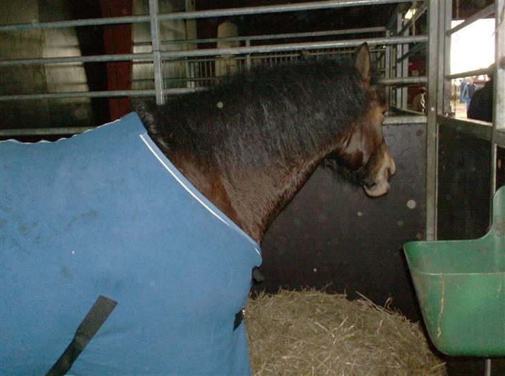 Anden særlig race R.I.P Flika :'(<3 - nu er den i sin box billede 12