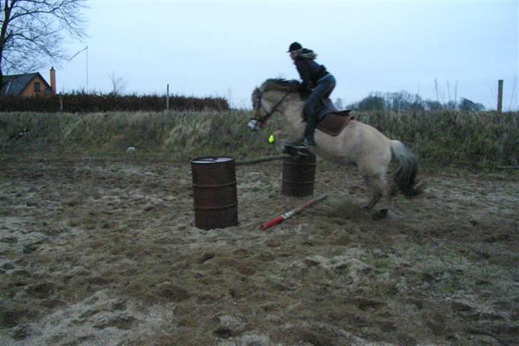 Fjordhest Trine billede 9