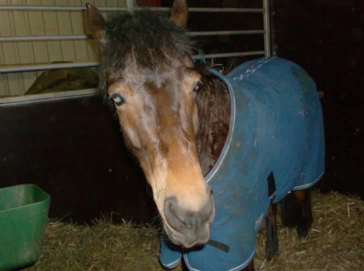 Anden særlig race R.I.P Flika :'(<3 - her er Drømmeponyen..<3 billede 13