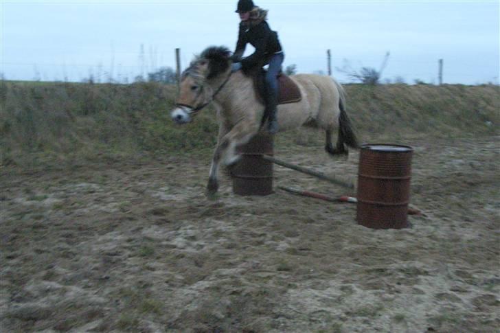 Fjordhest Trine - Vi rev godt nok ned, men et super godt svæve billede:) billede 10