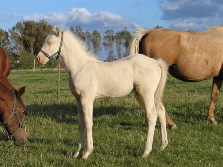 Palomino SOLGT  Martini Blanc - martini få dage billede 3