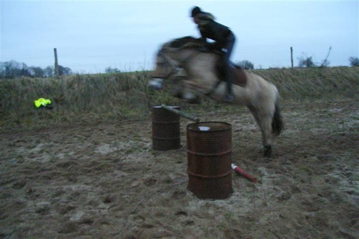 Fjordhest Trine - Det højeste vi har sprunget:) billede 11