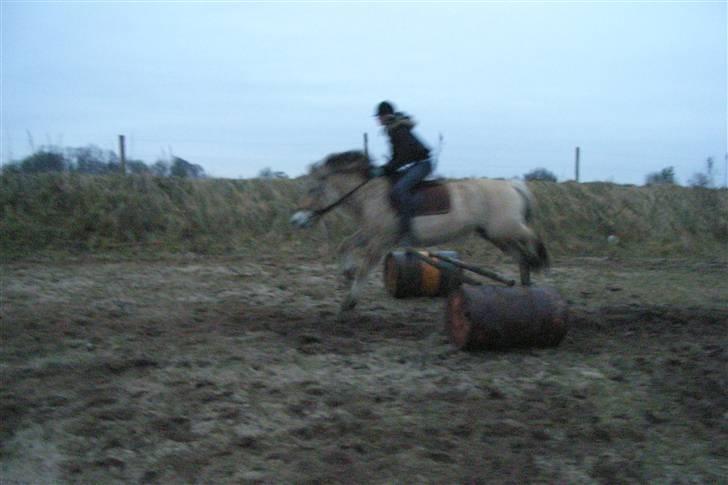 Fjordhest Trine billede 12