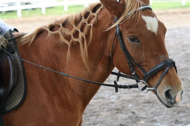 Anden særlig race Stjerne - part *savnes!* billede 3